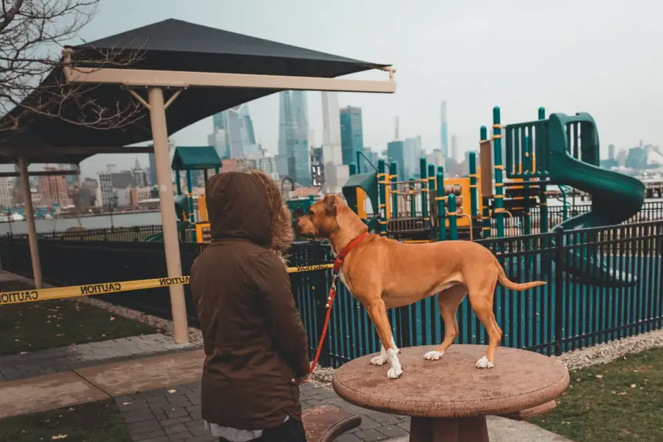 Older dog with an owner in a park