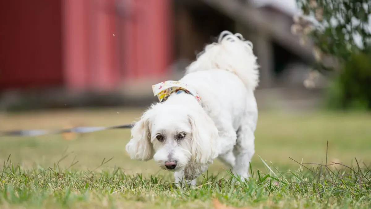 Owner and dog pausing on a grassy backyard path during a morning walk