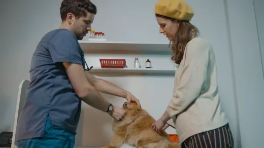 Owner helping a senior dog