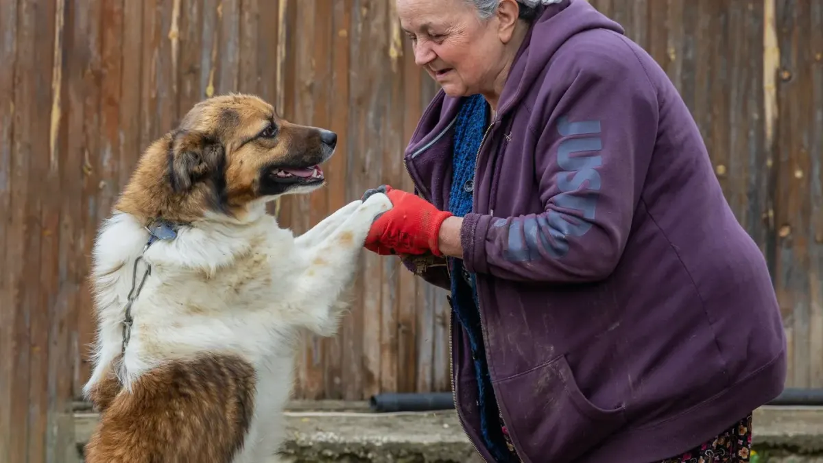 Owner helping a senior dog