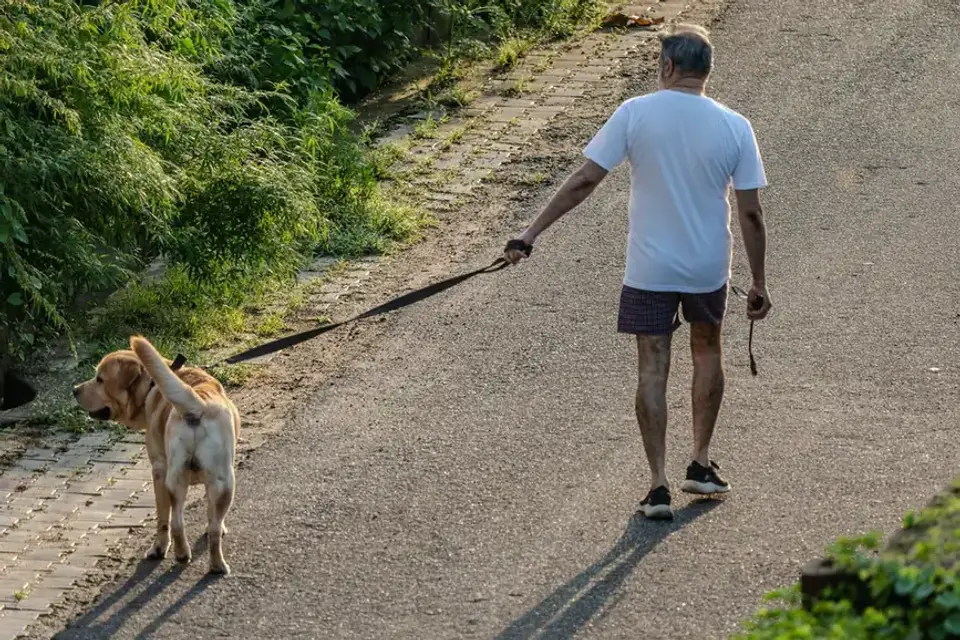 Owner helping a senior dog