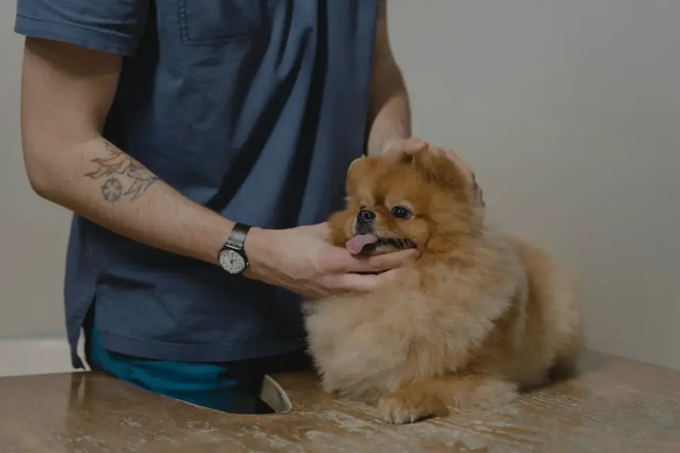 Owner helping a senior dog