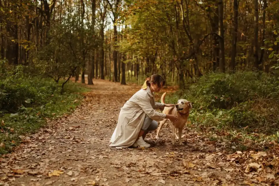 Owner helping a senior dog