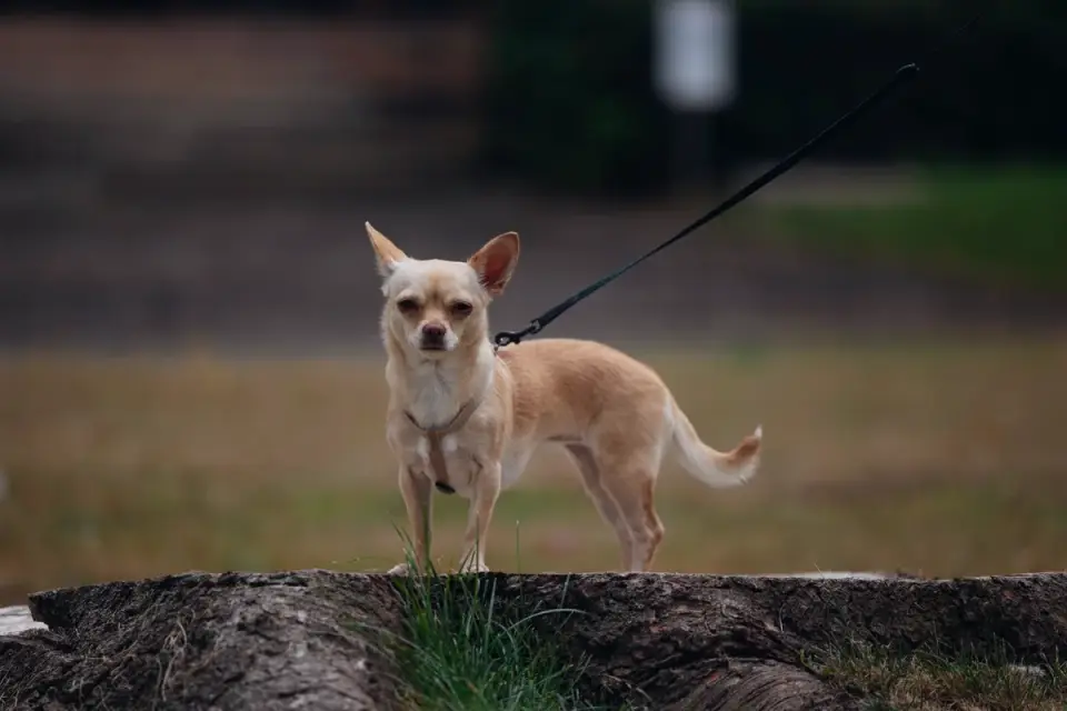 Owner walking a dog on a leash across grass for a gait check