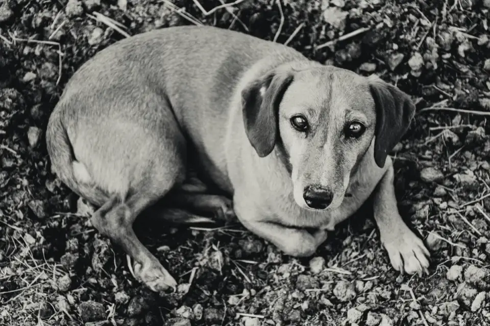 Senior dog in a garden