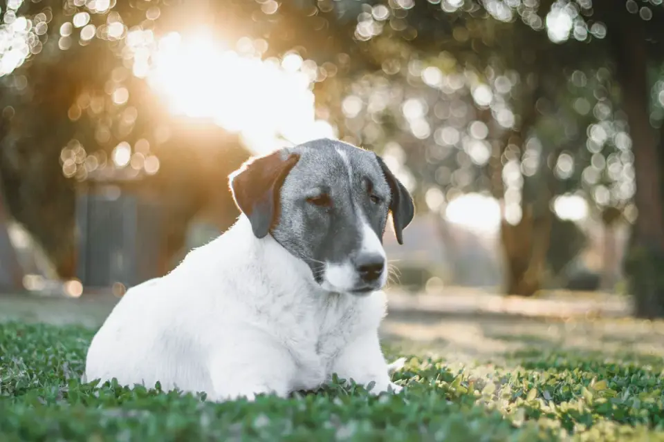 Senior dog in a garden
