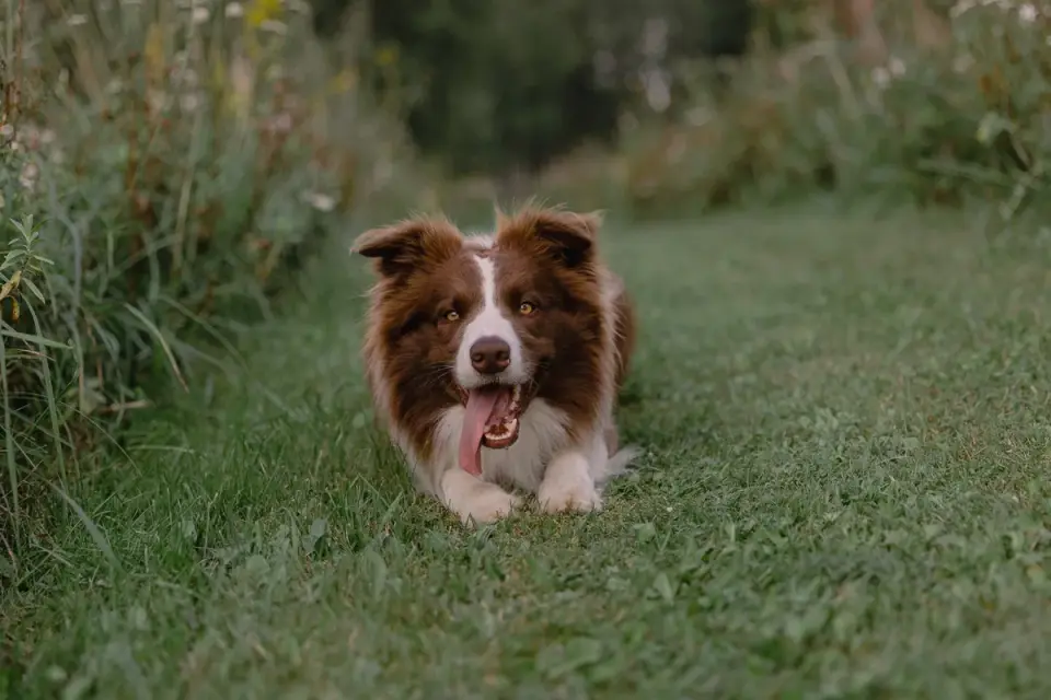 Senior dog in a garden