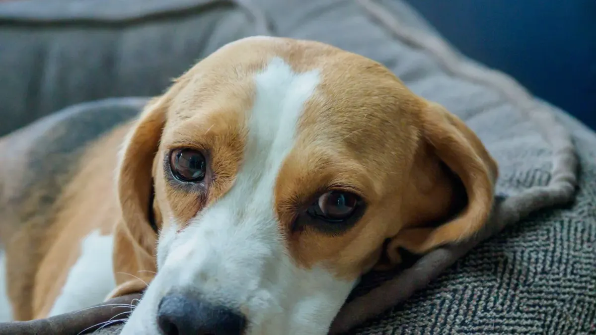 Senior dog on a bed