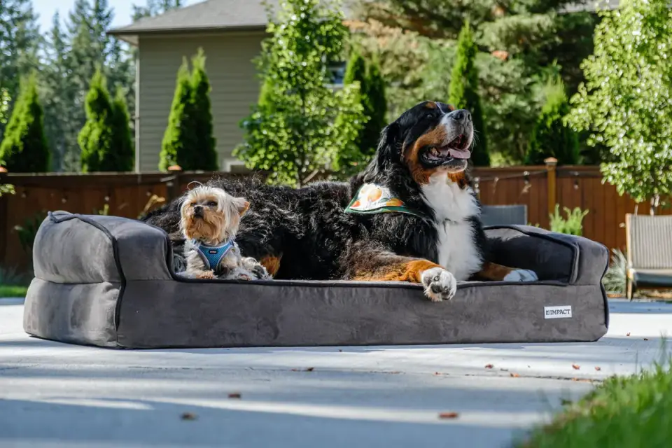 Senior dog on a bed