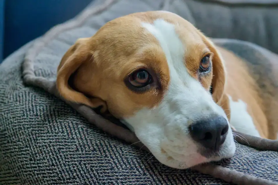 Senior dog on a bed
