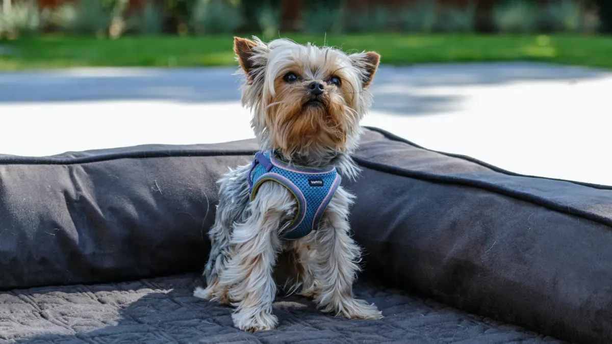 Senior dog on a bed