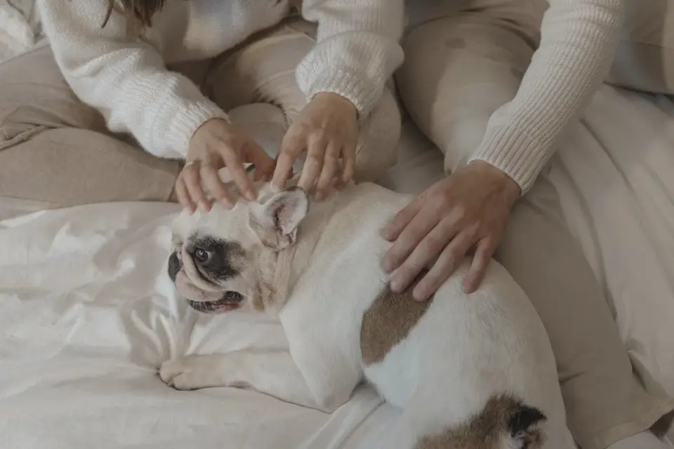 Senior dog on a bed
