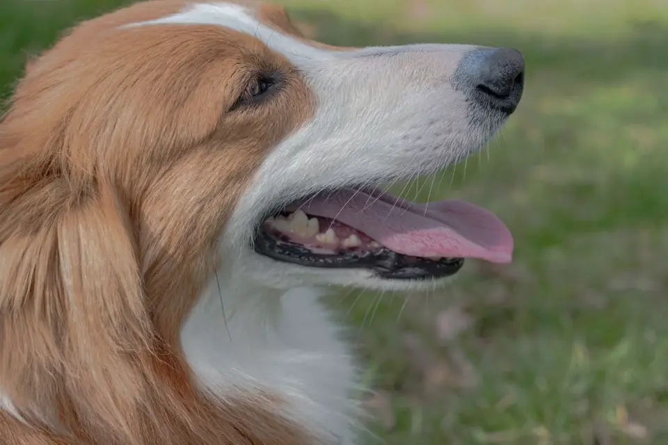 Senior dog portrait