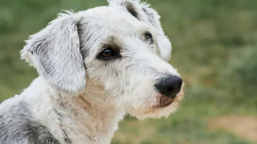 Senior dog portrait