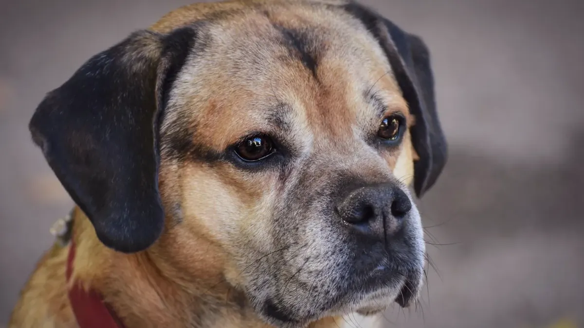 Senior dog portrait