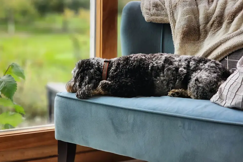 Senior dog resting at home