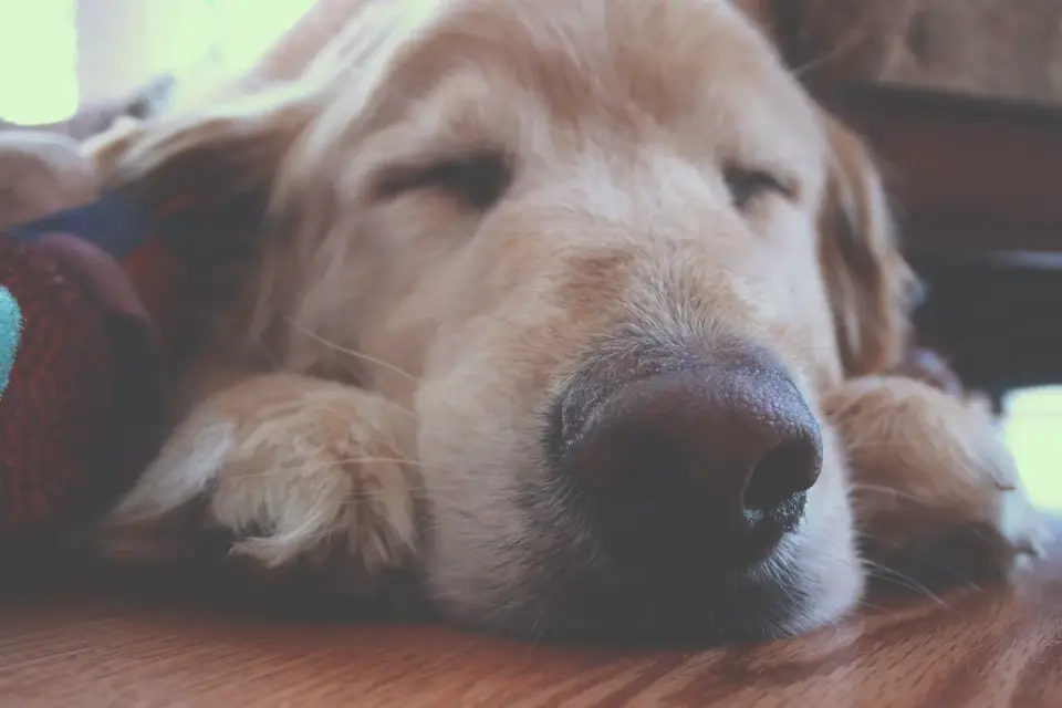 Senior dog resting at home