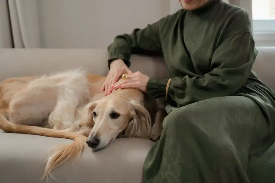 Senior dog resting at home