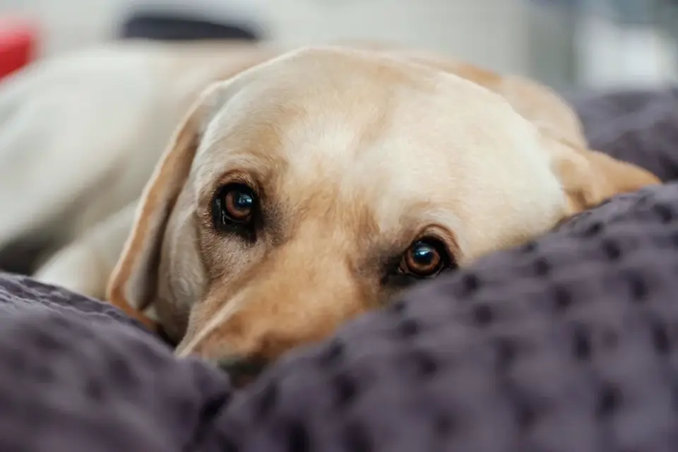 Senior dog resting at home