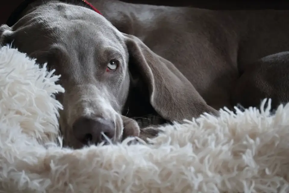 Senior dog resting at home