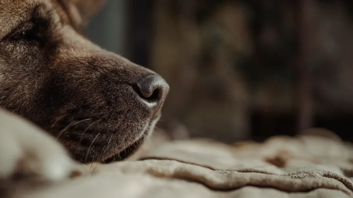 Senior dog resting at home