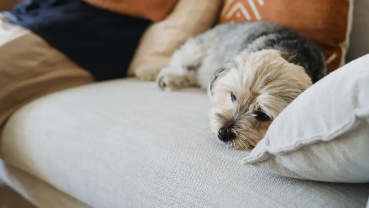 Senior dog resting at home