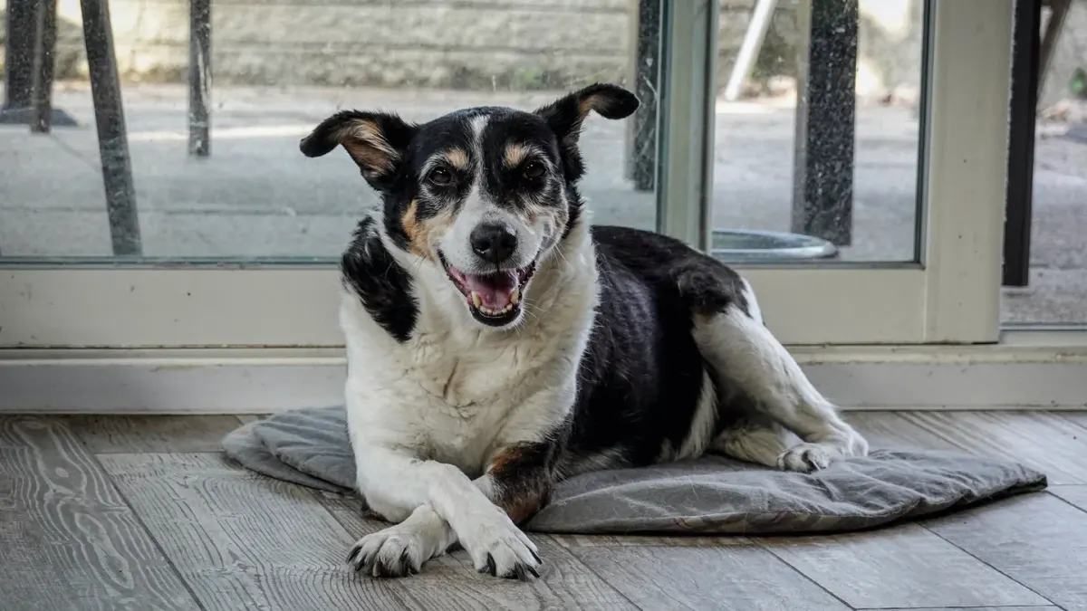 Senior dog resting at home