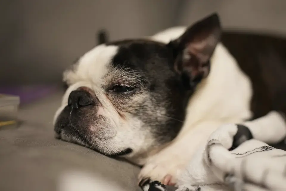 Senior dog resting at home