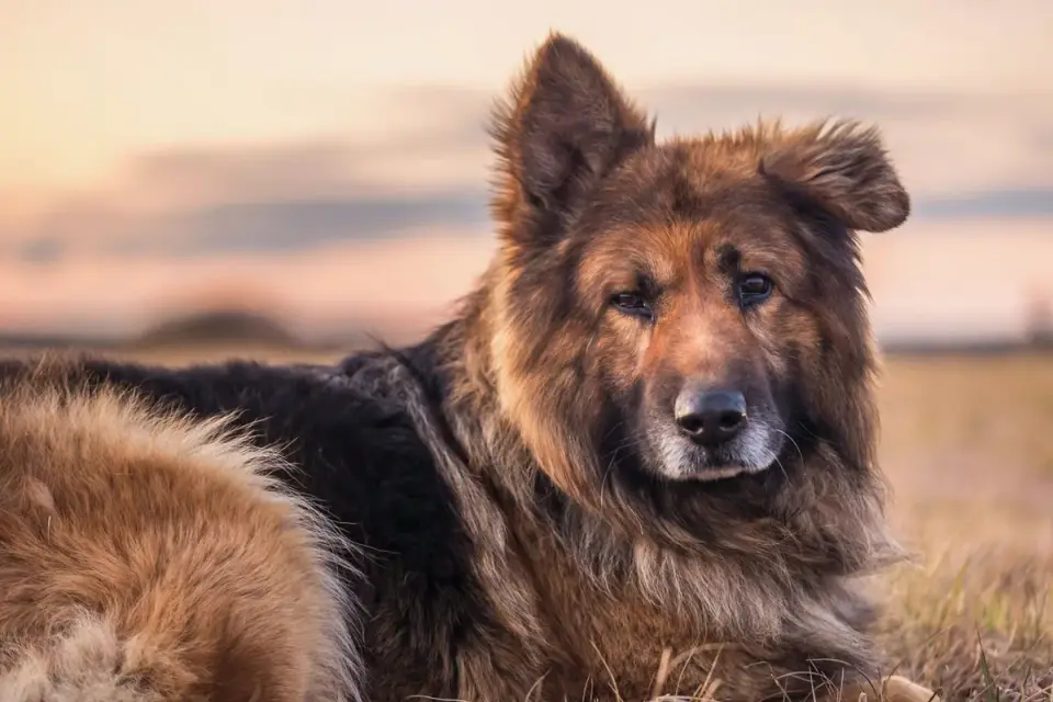 Senior dog resting at home