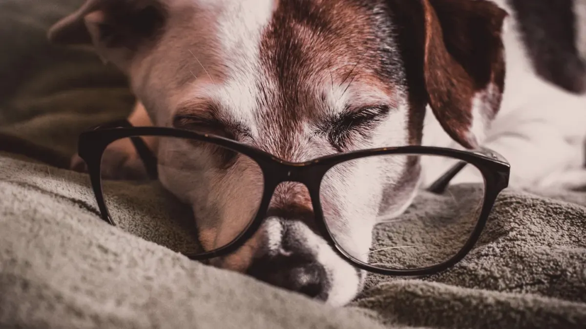 Senior dog resting at home