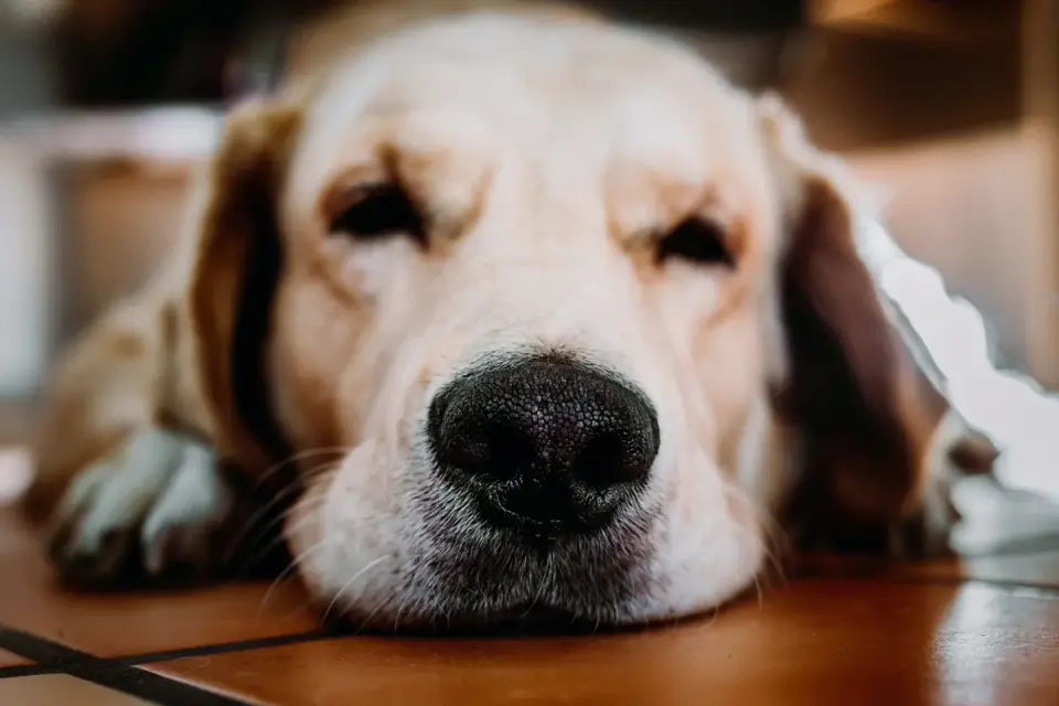 Senior dog resting at home