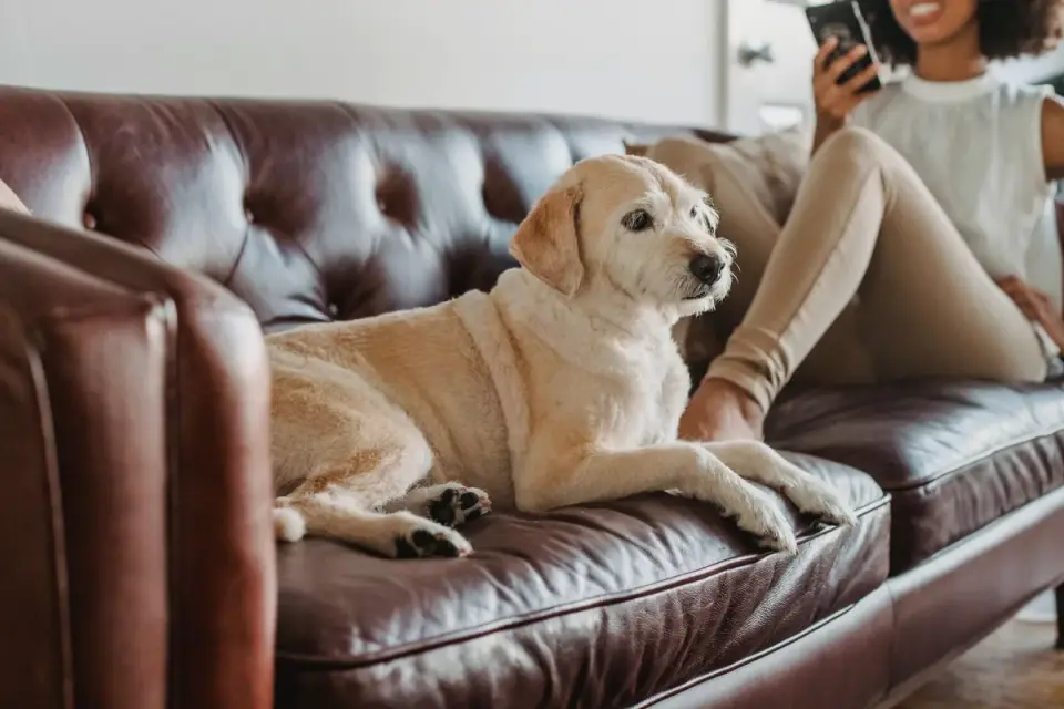 Senior dog resting at home