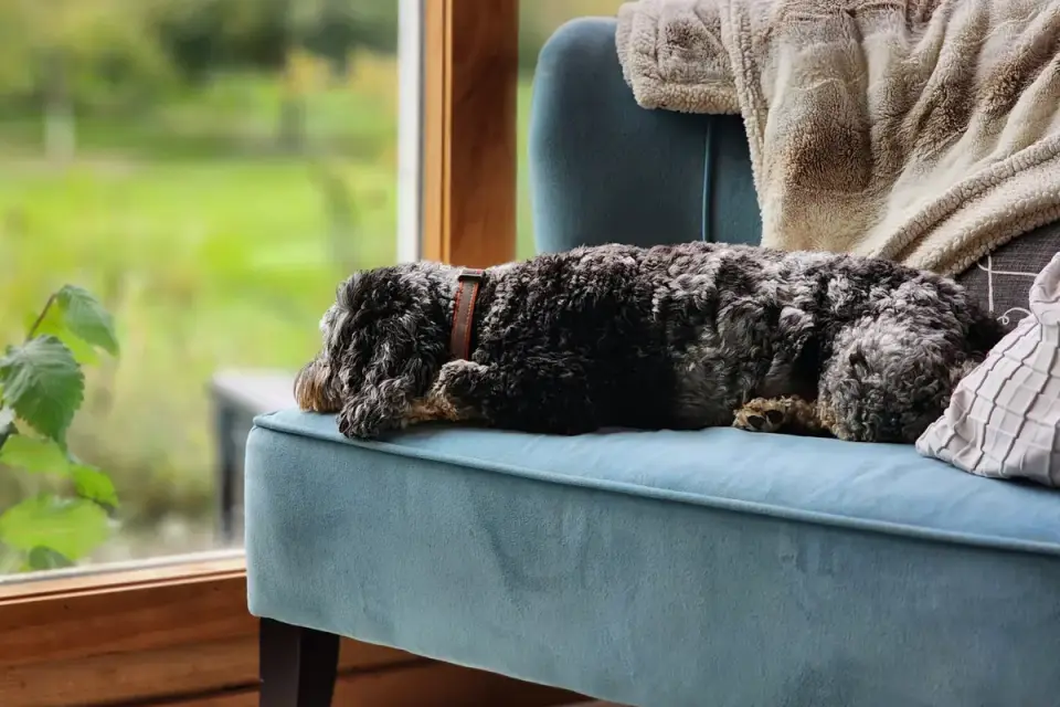 Senior dog resting at home