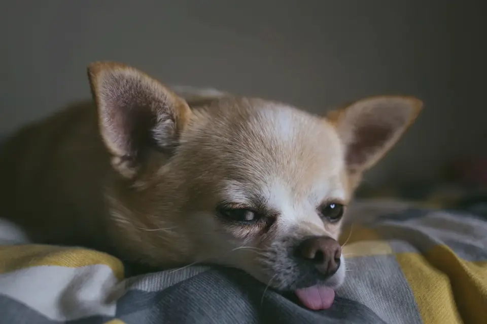 Senior dog resting calmly on a dog bed at home