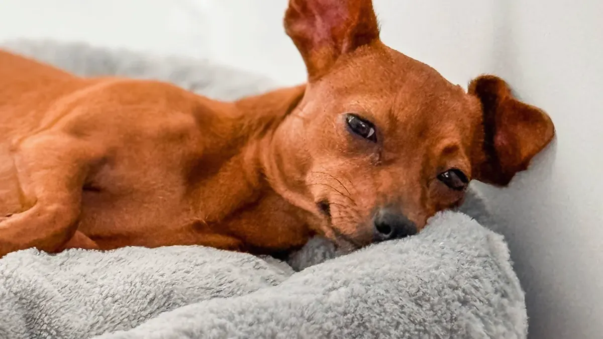 Senior dog resting on an orthopedic bed in a sunlit living room