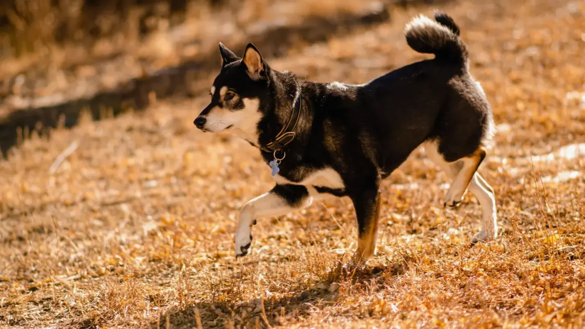 Senior dog walking outdoors