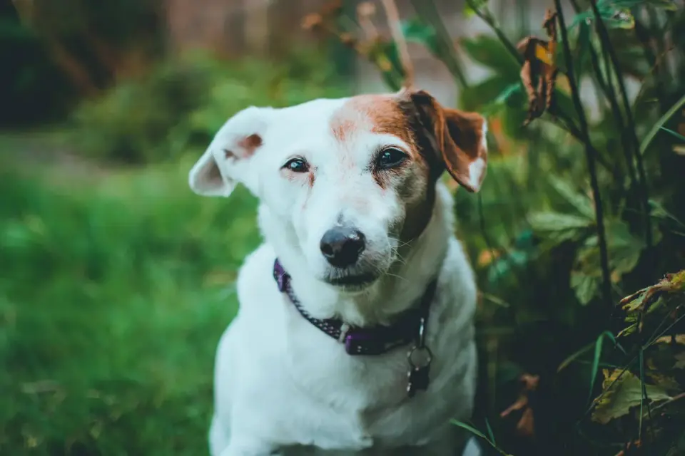 Senior dog walking outdoors