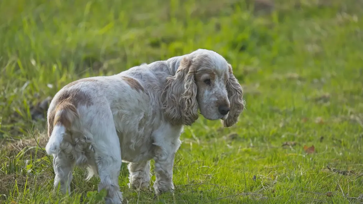Senior dog walking outdoors
