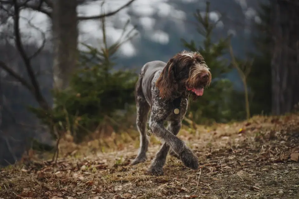Senior dog walking outdoors