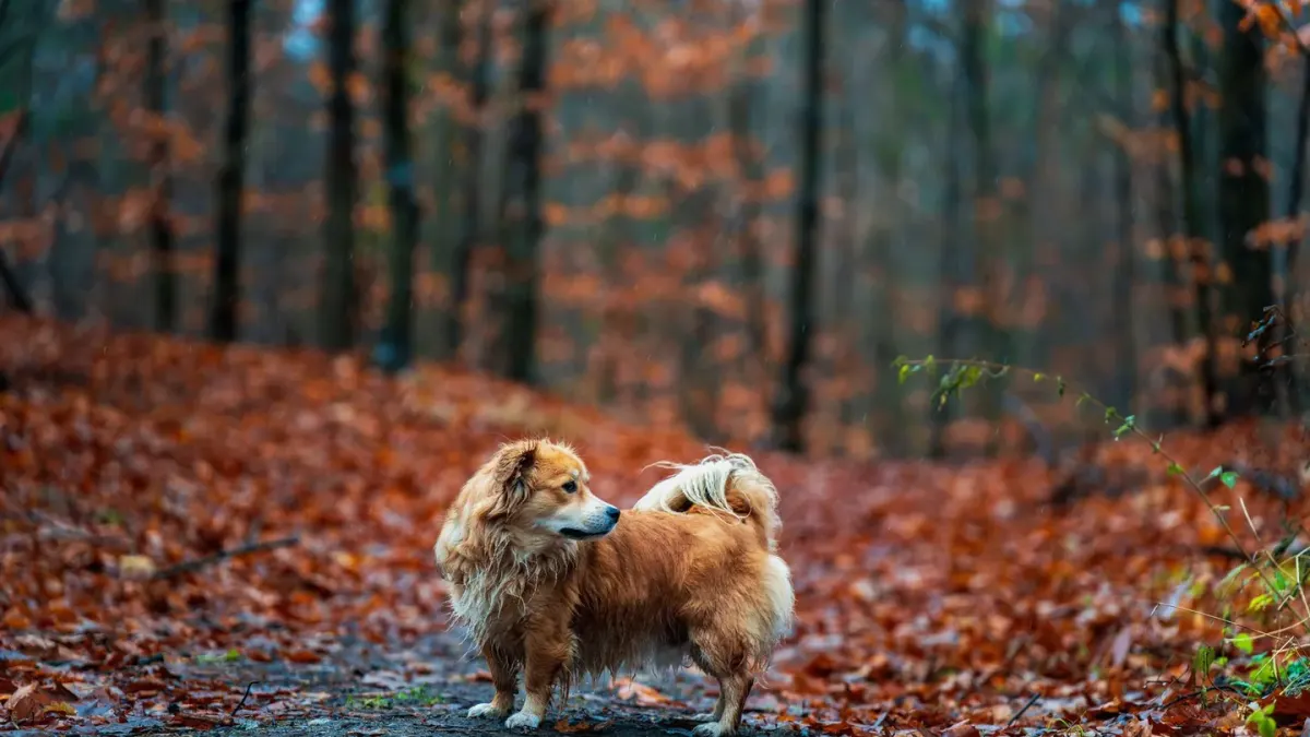 Senior dog walking outdoors