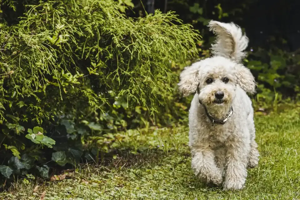 Senior dog walking outdoors