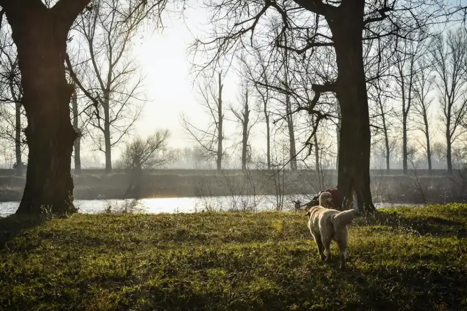 Senior dog walking outdoors