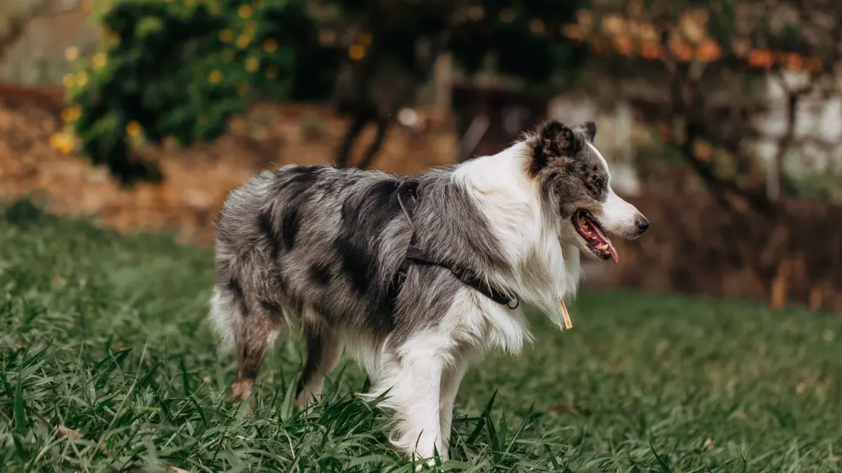 Senior dog walking outdoors