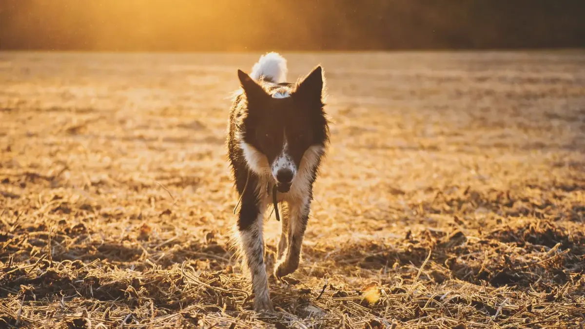 Senior dog walking outdoors