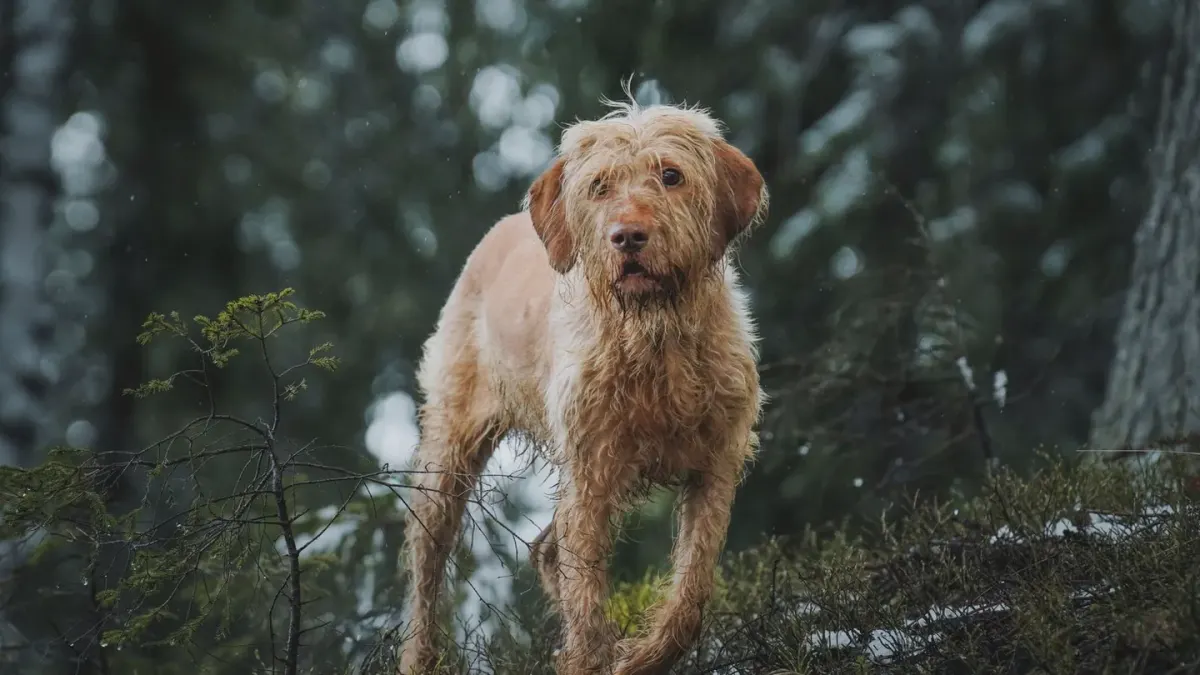 Senior dog walking outdoors