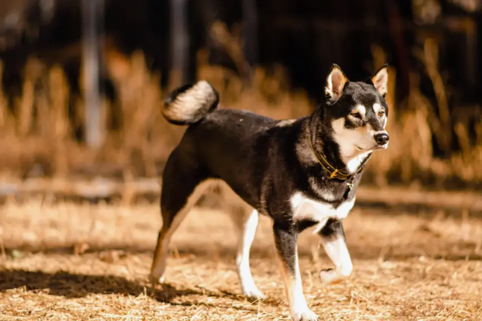 Senior dog walking outdoors