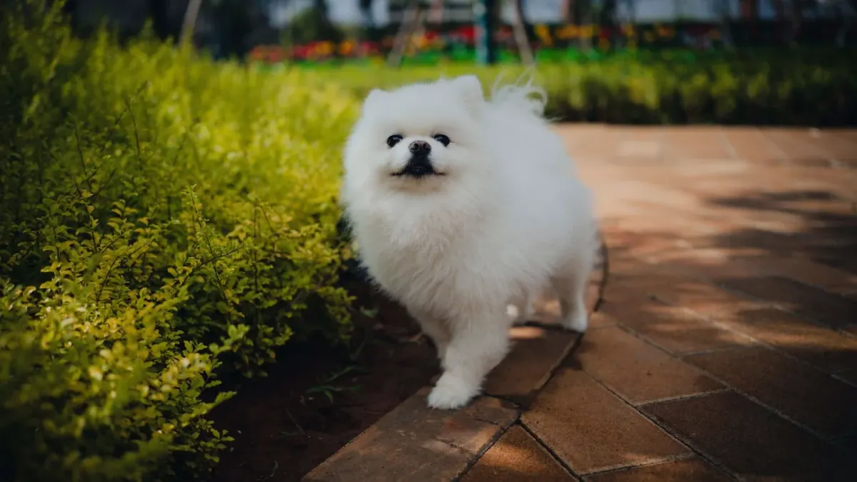 Senior dog walking slowly