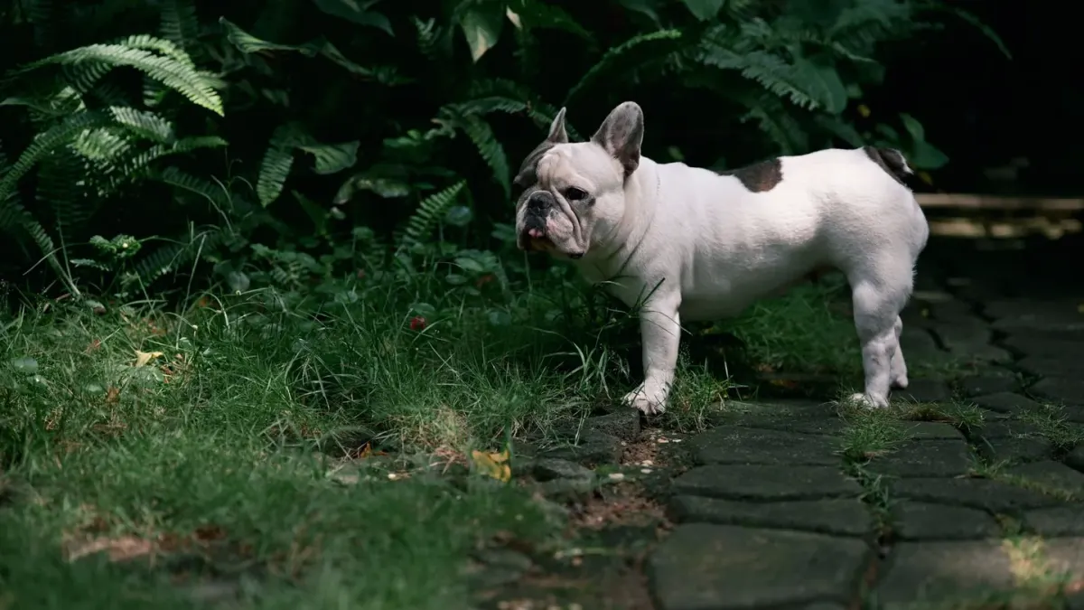 Senior dog walking slowly