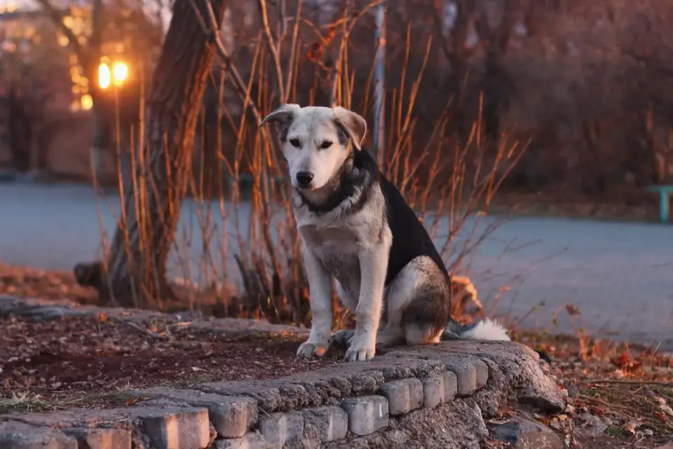 Senior dog walking slowly