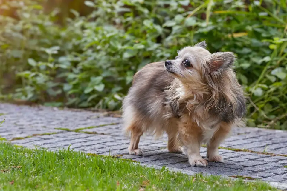 Senior dog walking slowly